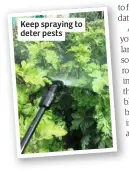  ??  ?? Keep spraying to deter pests