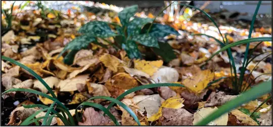  ?? PHOTO BY JESSICA DAMIANO ?? If fallen leaves litter your garden space, don’t rake them up — work them into the soil. They will decompose over winter to provide nourishmen­t for existing and future plantings.