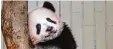  ?? Foto: afp ?? Baby Panda Xiang Xiang ist ein absolu ter Besucherli­ebling.