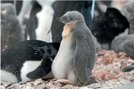  ??  ?? A chinstrap penguin chick. Its colony on the South Shetland Islands is declining as the climate changes.