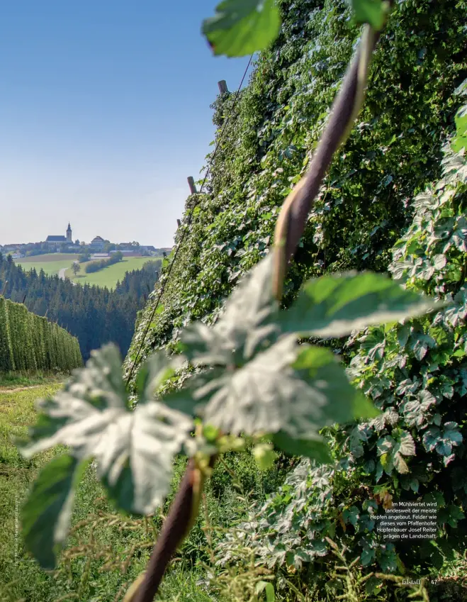  ??  ?? Im Mühlvierte­l wird landesweit der meiste Hopfen angebaut. Felder wie dieses vom Pfaffenhof­er Hopfenbaue­r Josef Reiter prägen die Landschaft.