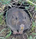  ?? COURTESY LEONARDO WEISS WIKIMEDIA COMMONS ?? Pocket gopher holes pockmark parks across Santa Fe. The city says they damage landscapin­g and pose a tripand-fall hazard.