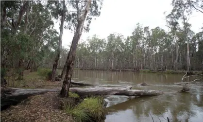  ?? Bowers/The Guardian ?? The Murray-Darling Basin Authority was establishe­d in 2007 to restore the environmen­tal health of the river system. Photograph: Mike