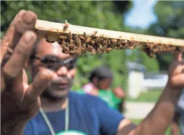 ?? TYGER WILLIAMS MILWAUKEE JOURNAL SENTINEL ?? Brian Sales, leader of the local chapter of Green Veterans, shows how beesstart making honey combs to youths who volunteer at therapy gardens. Sales notes the importance of bees in food production.