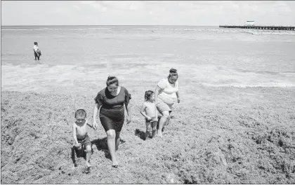  ??  ?? ▲ Una familia camina sobre el sargazo en Playa del Carmen, Quintana Roo. Foto Notimex