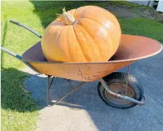  ?? ?? A giant pumpkin destined for the Ka¯ piti Community Foodbank.