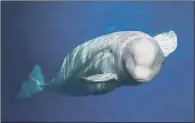  ??  ?? NEW STUDY: Beluga whales, above, and narwhals do not reproduce until they die, like some species, scientists have discovered.