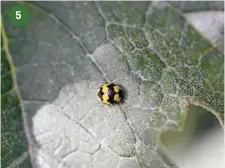  ??  ?? 5 Whilst many ladybird beetles help us by reducing numbers of damaging pests, there are a few that do their bit by making a supreme effort to rid our plants of fungal diseases as well. This is a fungus-eating ladybird beetle, and it was busy trying to...