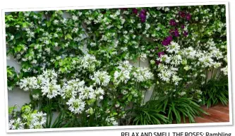  ??  ?? RELAX AND SMELL THE ROSES: Rambling blooms cover a screen. Left: Fragrant star jasmine twinned with white agapanthus