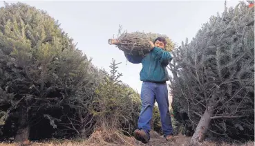  ?? ASSOCIATED PRESS ?? Joseph Kang carries a Christmas tree at Noels tree farm in Litchfield, N.H. A tight supply this season could force consumers to be a little less picky than usual, though there are enough evergreens to go around.