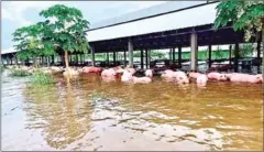  ?? SUPPLIED ?? Pigs at a flooded farm in Preah Vihear province last year.