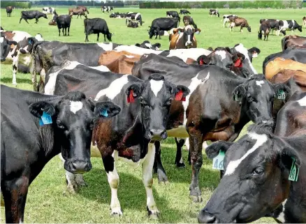  ?? STUFF ?? At least 150,000 cattle will be culled over the next two years to try to eliminate the disease from New Zealand.