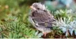  ?? Foto: Ralph Sturm, lbv ?? So sehen Grünfinken als Jungvögel aus.