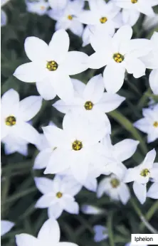  ??  ?? Ipheion