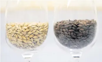  ??  ?? LIGHT OR DARK: Varieties of barley are pictured at the Internatio­nal Centre for Brewing and Distilling which is based at Heriot-Watt University in Edinburgh, Scotland.