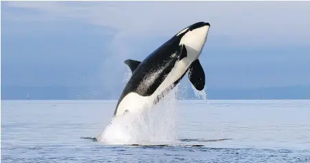  ??  ?? A female orca leaps from the water west of Seattle in Puget Sound in 2014.