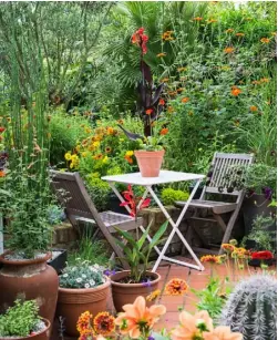  ??  ?? TROPICAL FEEL A seating area in a town garden is surrounded by a hot border planted with tithonia, canna, and zinnia. A fan palm in the background adds to the lush jungle-like look