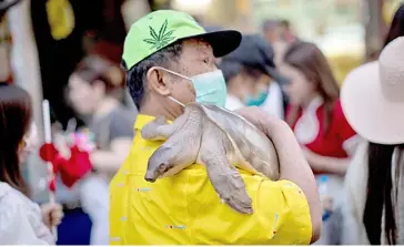  ?? JACK TAYLOR/AGENCE FRANCE-PRESSE ?? MAN carries his pig-nosed turtle down Yaowarat Road on the eve of the lunar new year in the Chinatown area of Bangkok, Thailand. The Internatio­nal Union for Conservati­on of Nature lists the pig-nosed turtle as vulnerable and trade of the species is restricted.