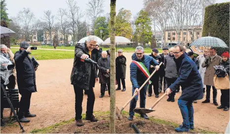  ?? FOTO: MARGRET WELSCH ?? Mit Lambrusco wird der neu gepflanzte Ahorn als Zeichen der Freundscha­ft zwischen Mantua und Weingarten begossen. (Von links) Pellegrino Serena, Mattia Palazzi und Markus Ewald.