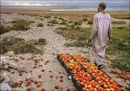  ?? Marcus Yam Los Angeles Times ?? “WE CAN’T use tractors here,” says Hassan Kanazri, a farmer in Ghor Haditha, Jordan. The shrinking Dead Sea has left sinkholes, weakening the land.