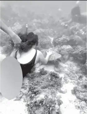  ?? / CLAUDINE FLORES ?? PAWIKAN: Kini nga screenshot sa usa ka viral nga video nagpakita sa usa ka babaye nga turista nga nag-snorkeling sa Moalboal, habagatang kasadpan sa Sugbo nga mihikap og pawikan niadtong Marso 9, 2024.