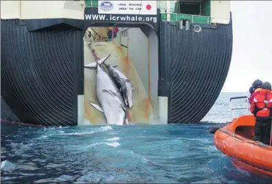  ?? XINHUA ?? A Japanese whaling ship hauls in its catch, ostensibly for scientific research.