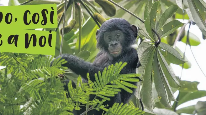  ?? © Karine Aigner / WWF-US ?? Un giovane bonobo