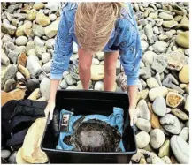  ?? Pictures: SUPPLIED ?? VERY WEAK: Myrtle the green turtle was rescued by adventurer Peter van Kets and his daughter Hannah after the animal stranded on the rocks at Sunrise-on-Sea, East London.