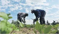  ?? JIM RANKIN TORONTO STAR FILE PHOTO ?? The new foreign worker program would cover more year-round occupation­s in agricultur­e and food processing.