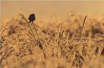  ??  ?? Make the most of frosty conditions before the sun rises Nikon D800, 400mm, 1/2500sec at f/8, ISO 640