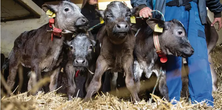  ?? Foto: Stephan Michalik ?? Das sind Leo, Elian, Nelli und Ronja, die Vierlingsk­älber aus dem Allgäu. Sie wurden vor zwei Monaten in Grünenbach im Landkreis Lindau geboren und haben jetzt bei Bauer Jehn in der Nähe von Fulda eine neue Heimat gefunden.