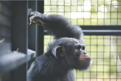  ?? MELISSA GOLDEN/THE NEW YORK TIMES ?? Jabari, a former research chimp, explores his new home at Project Chimps, a sanctuary in Morganton, Ga. in May. The era of biomedical research on chimpanzee­s in the United States is effectivel­y over, but retirement havens for the animals now have to...