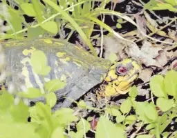  ?? BY PAM OWEN ?? A boldly colored male box turtle explores the forest floor.