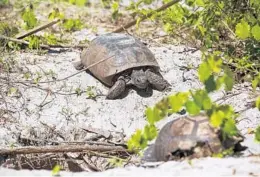  ??  ?? Gopher tortoises make their way toward their burrow at Bill Frederick Park at Turkey Lake.