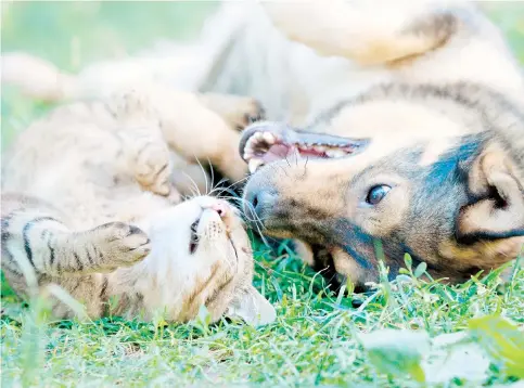  ??  ?? Los gatos y perros pueden convertirs­e en amigos, si tienes en cuenta algunas medidas.