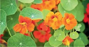  ?? ?? Nasturtium­s are helpful companion plants to have in the garden.