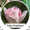  ?? ?? Tulipa ‘Angelique’