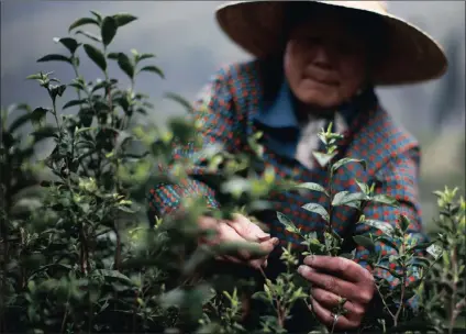  ?? Picture: REUTERS ?? AT WORK: A woman picks tea leaves at a tea plantation in Moganshan, Zhejiang province, for tea-mad China.
