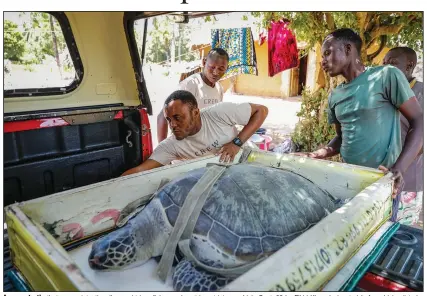  ?? ?? A green turtle that was unintentio­nally caught in a fisherman’s net is put into a vehicle Sept. 22 by Fikiri Kiponda (center) before driving it to be released back into the Watamu National Marine Park.