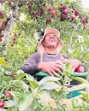 ?? PHOTO: YVONNE O’HARA ?? Export leader . . . Red delicious apples being picked by Robson Bihu, from a block in the Remarkable Orchard at Roxburgh East, earlier this year.