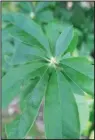  ??  ?? Look closely and you can see next season’s flower buds have formed on this azalea branch in August. Pruning would prevent flowers.