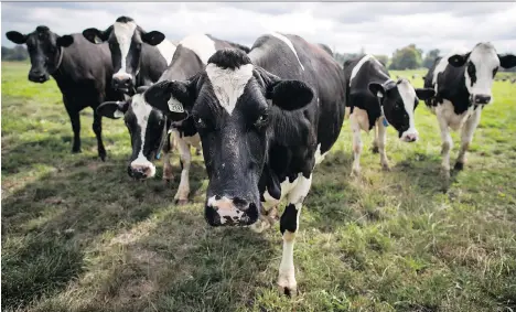  ?? DARRYL DYCK/THE CANADIAN PRESS ?? Analysts caution that Canada’s concession­s on dairy to the U.S. could have serious consequenc­es for the Canadian dairy industry. The new USMCA ends the Class 7 pricing system and places restrictio­ns on Canada’s global exports of certain dairy products.