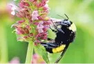  ?? COURTESY OF NMSU ?? New Mexico State University’s Agricultur­al Science Center at Los Lunas is studying native plant garden mixes that attract pollinator­s and beneficial insects.