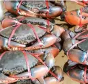  ??  ?? Les exportatio­ns des crabes marins ont atteint, à la fin du mois d’octobre de cette année, près de 2.612 tonnes contre 505 tonnes à la même période de l’année précédente