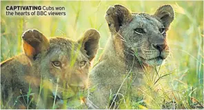  ??  ?? CAPTIVATIN­G Cubs won the hearts of BBC viewers