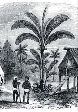  ?? Picture: INSIDE: FIJI AND THE FIJIANS. ?? An illustrati­on of a Fijian village with bure houses from the 1800s.