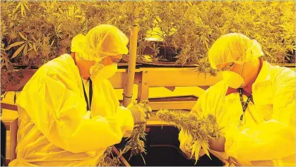  ?? DOMINIK WISNIEWSKI/METROLAND ?? Employees harvested a second lot of marijuana at the FV Pharma Inc. cultivatio­n facility in the former Kraft plant in Cobourg on Aug. 28. Marijuana becomes legal in Canada on Oct. 17.