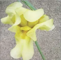  ?? ?? Yellow Iris