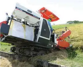  ??  ?? By using a mechanical harvester, Dr. Alvindia can save R4,800 for every 100 cavans harvested.