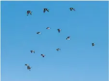  ??  ?? Malgré une présence abondante, l’huîtrier pie est peu prélevé dans le Morbihan (25 oiseaux la saison dernière).